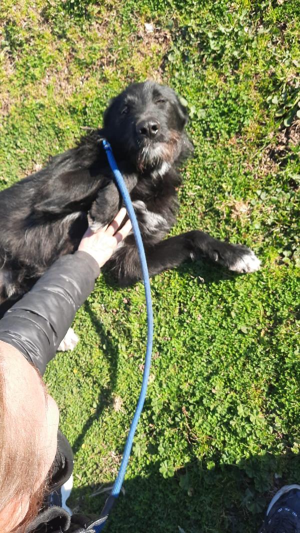 Dilan Giovane Simil Spinone/Pastore